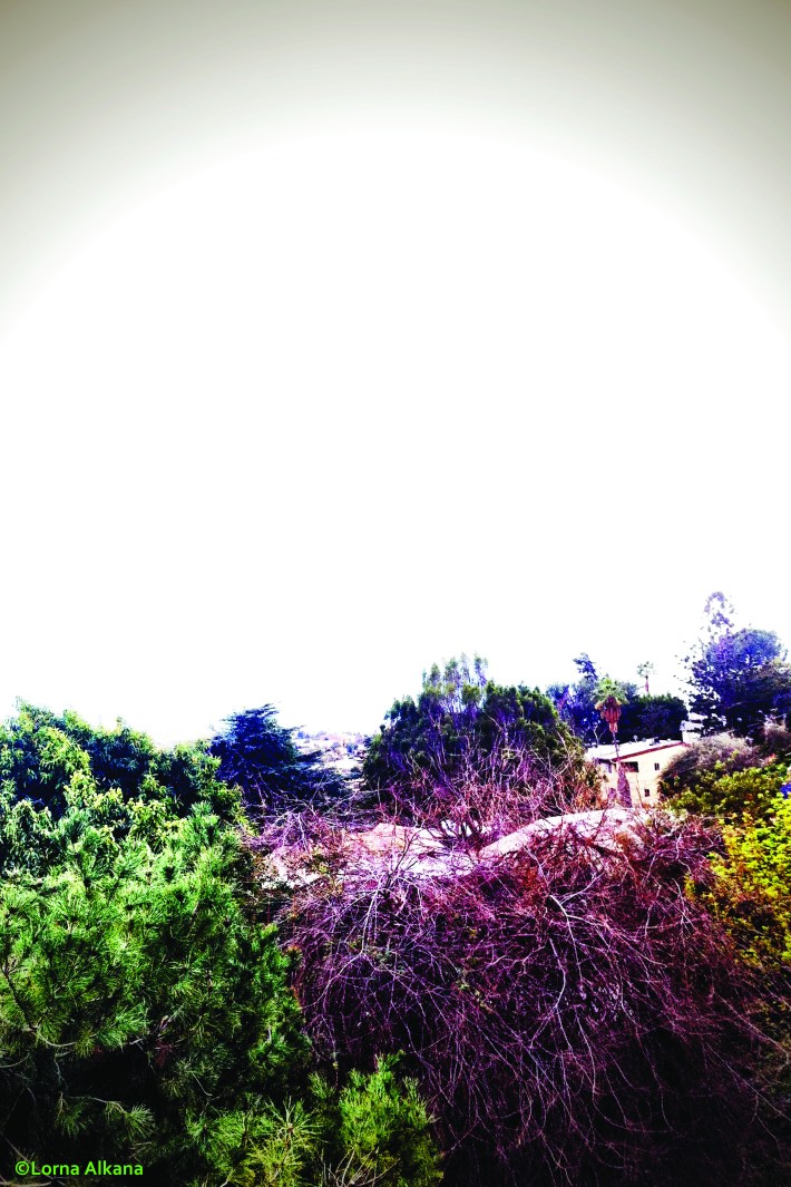 trees and houses in front of clouds and the sky 20x30 for web photo ground