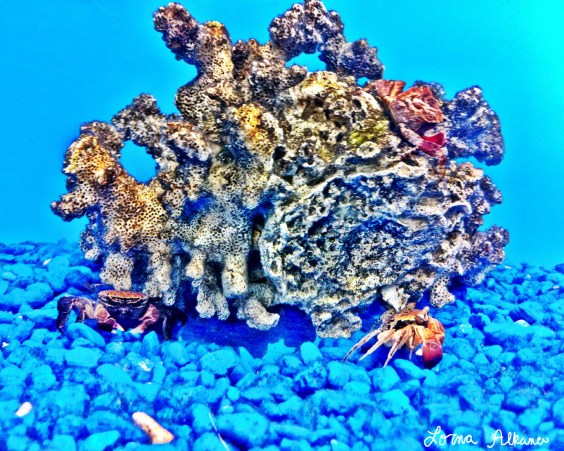 coral crab 1x20 web photo