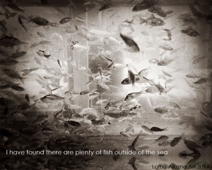 dark fish roar part 8x10 w